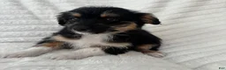 Mixed Breed dogs for sale: Pearl  - Ad 3