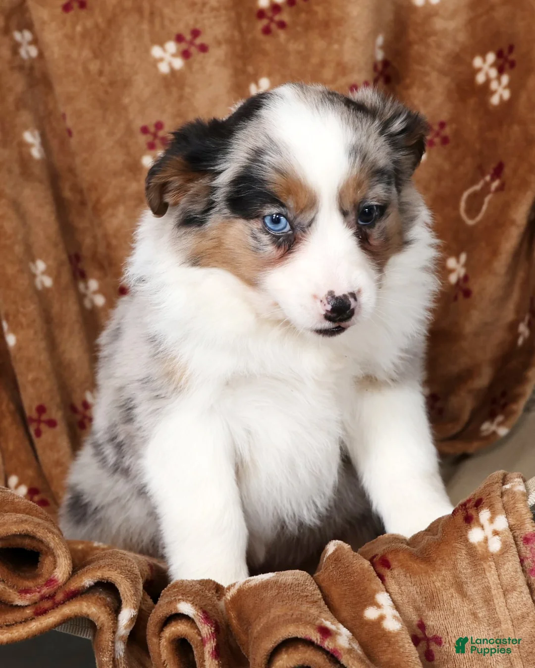 Australian Shepherd dogs for sale: Jessica - Ad 7