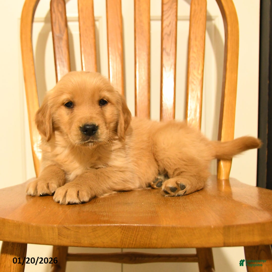 Golden Retriever dogs for sale: Bono - Ad 3