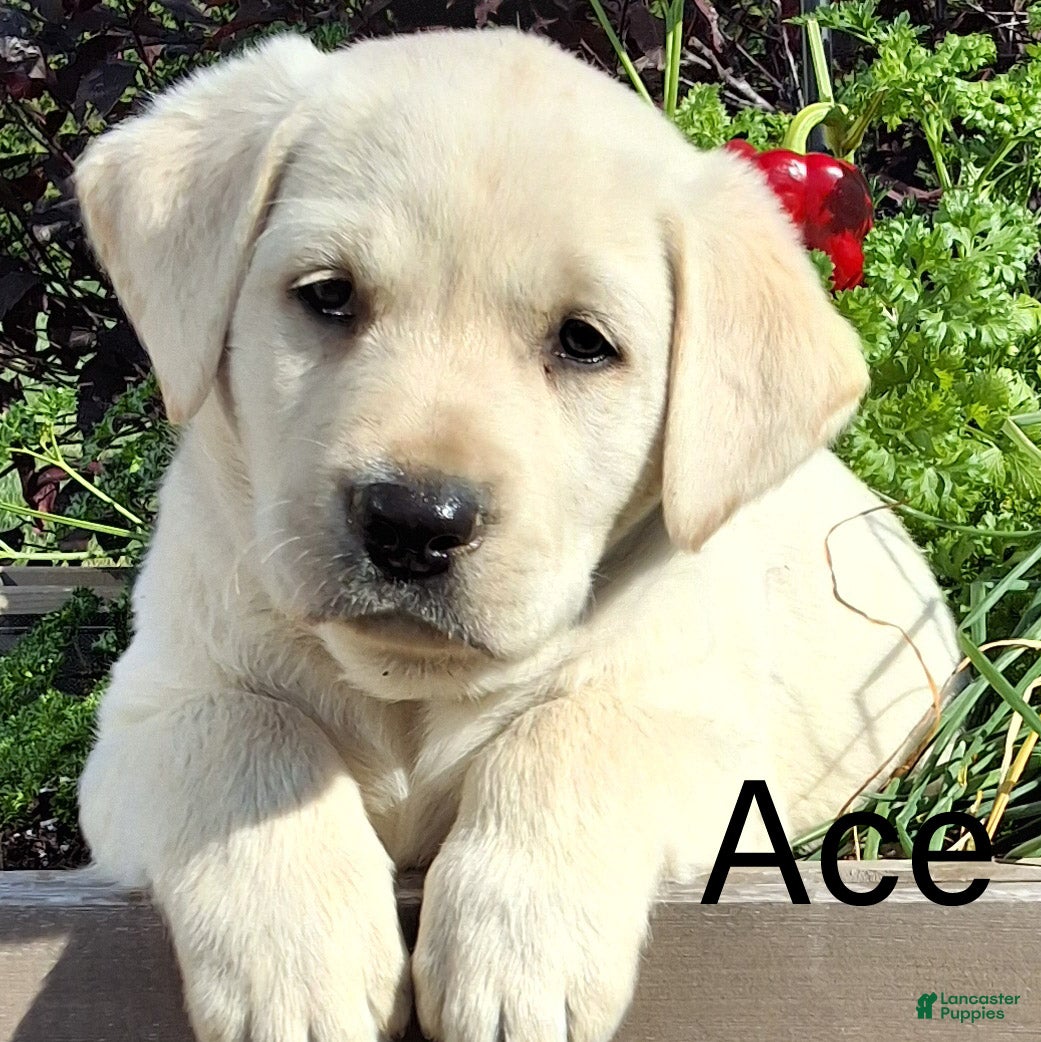 Labrador Retriever dogs for sale: Ace Labrador Retriever 2 - Ad 1