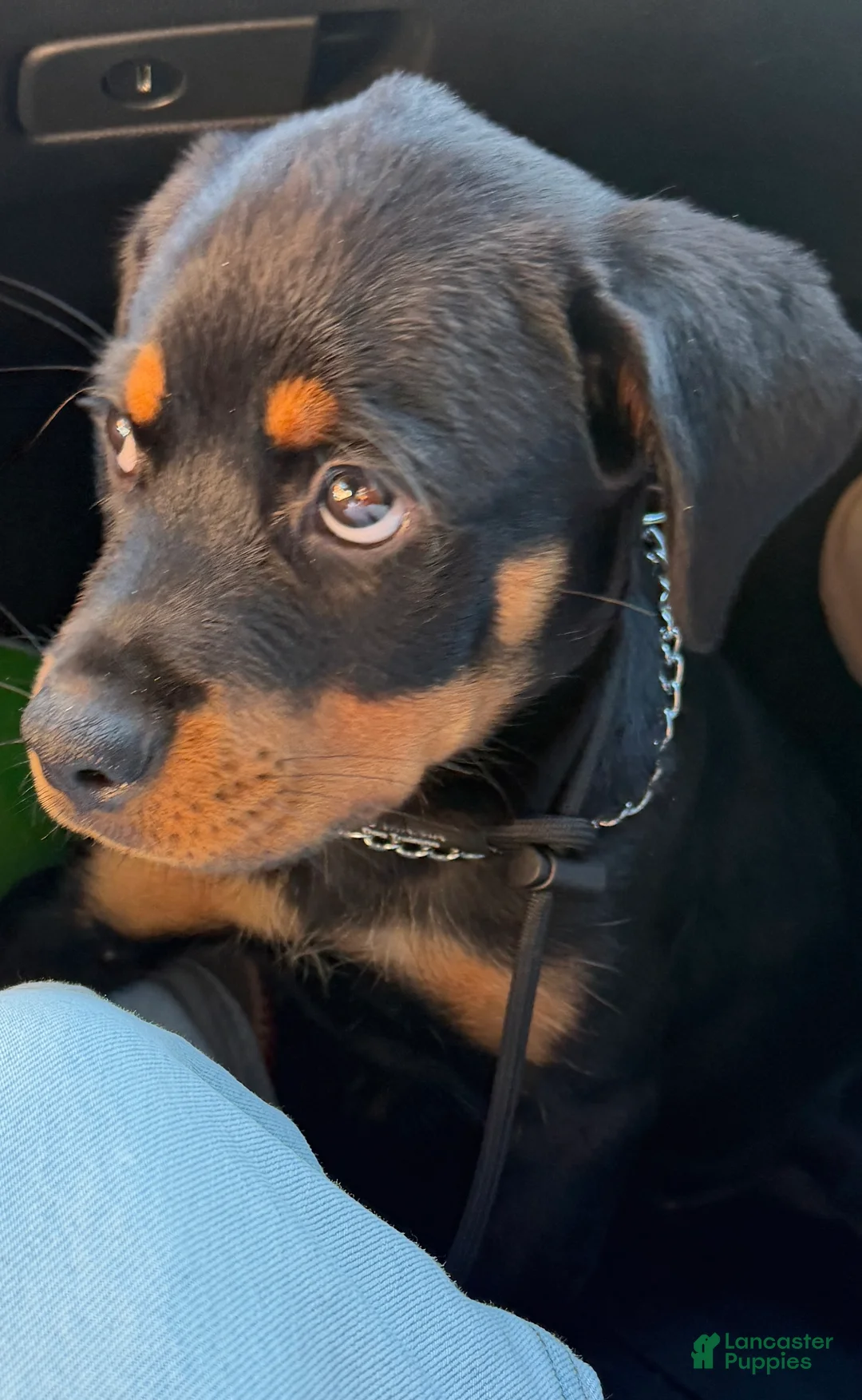 Rottweiler dogs for sale: Zoe - Ad 3