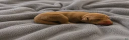 Doberman Pinscher dogs for sale: Angel - Ad 1