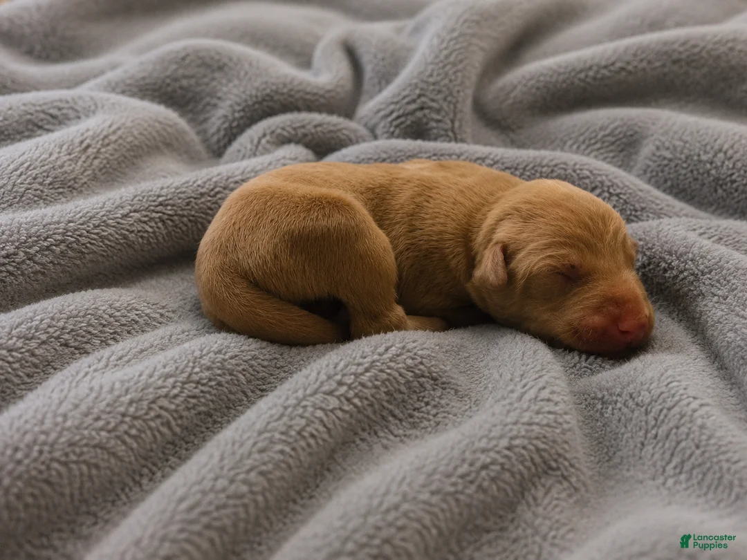 Doberman Pinscher dogs for sale: Angel - Ad 1