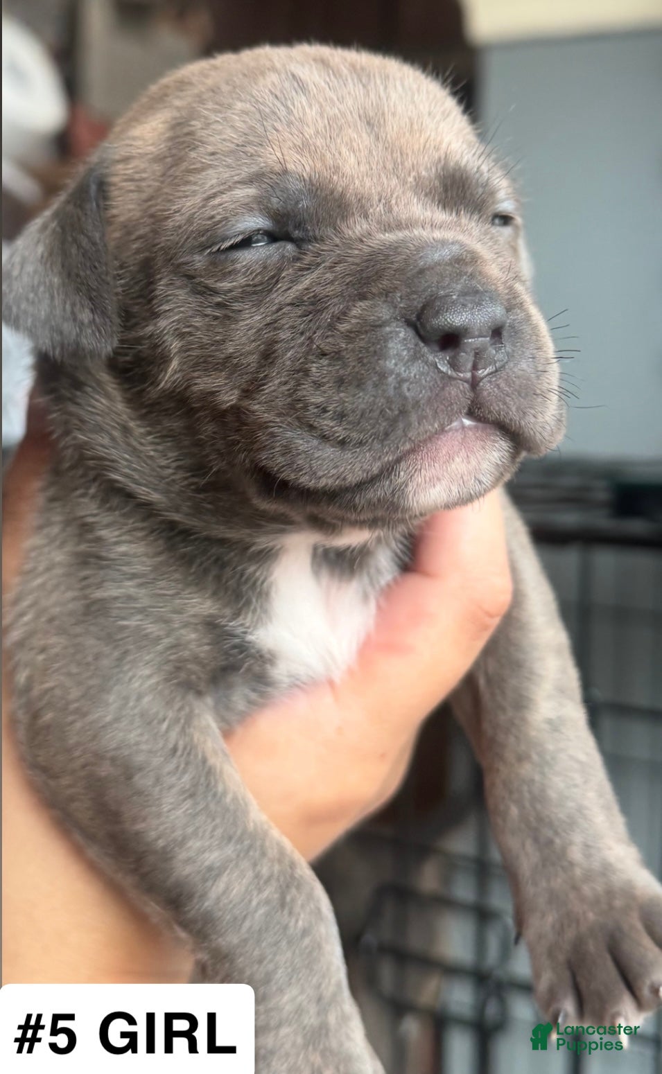 American Bully dogs American Bully 5 - Ad 28