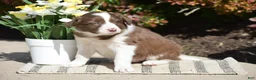 Border Collie dogs for sale: Dustin - Ad 3