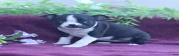 Boston Terrier dogs for sale: Mallow  - Ad 3