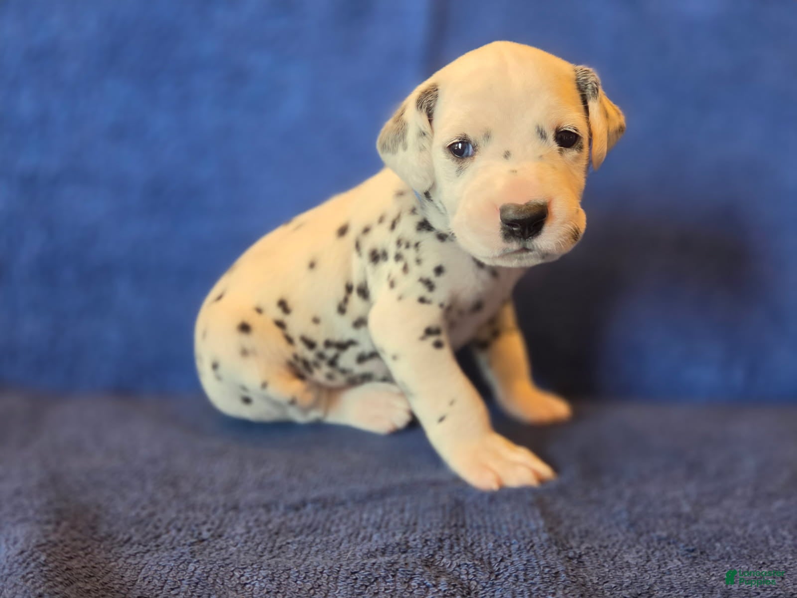 Dalmatian dogs Blue - Ad 1