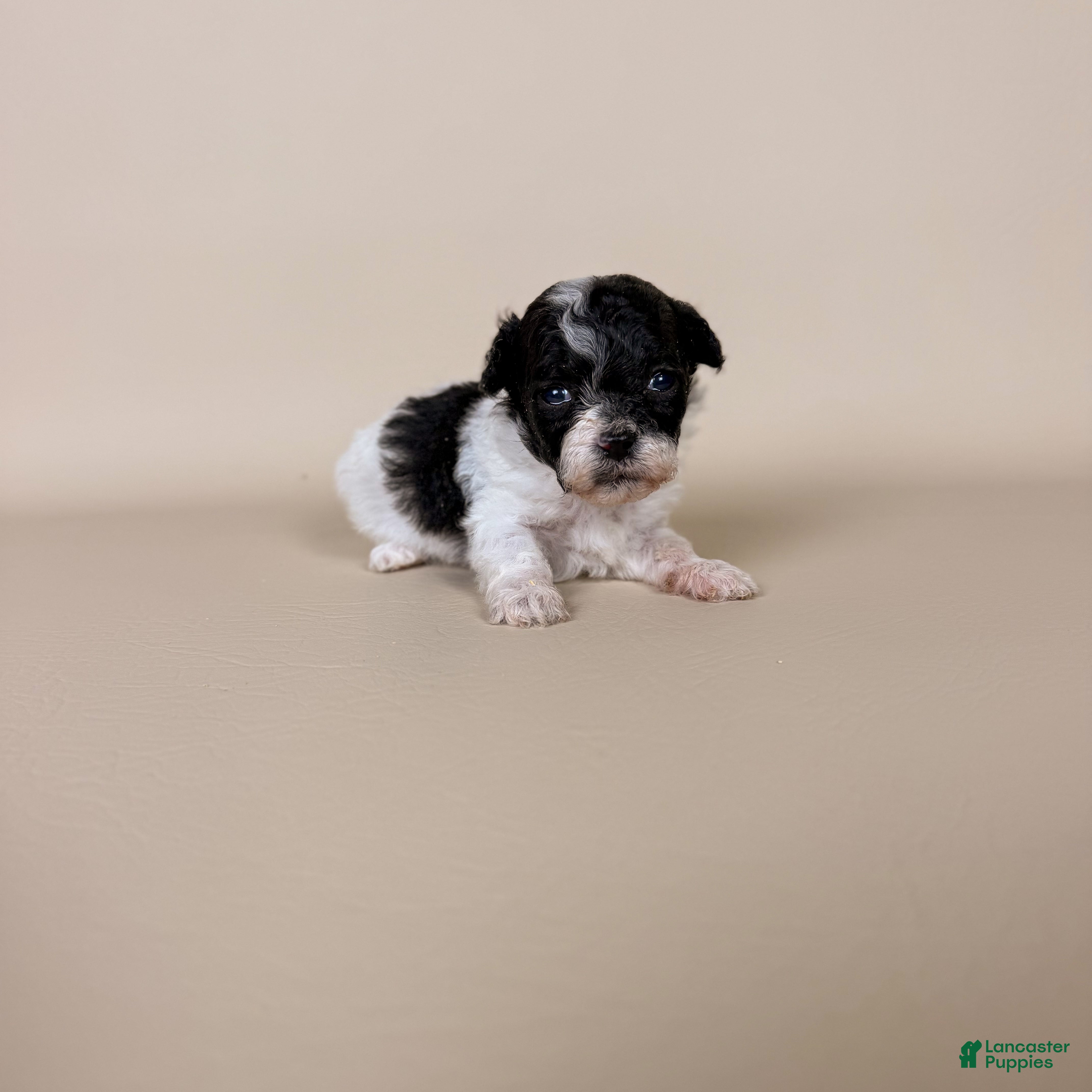 Maltipoo dogs Millie  - Ad 2