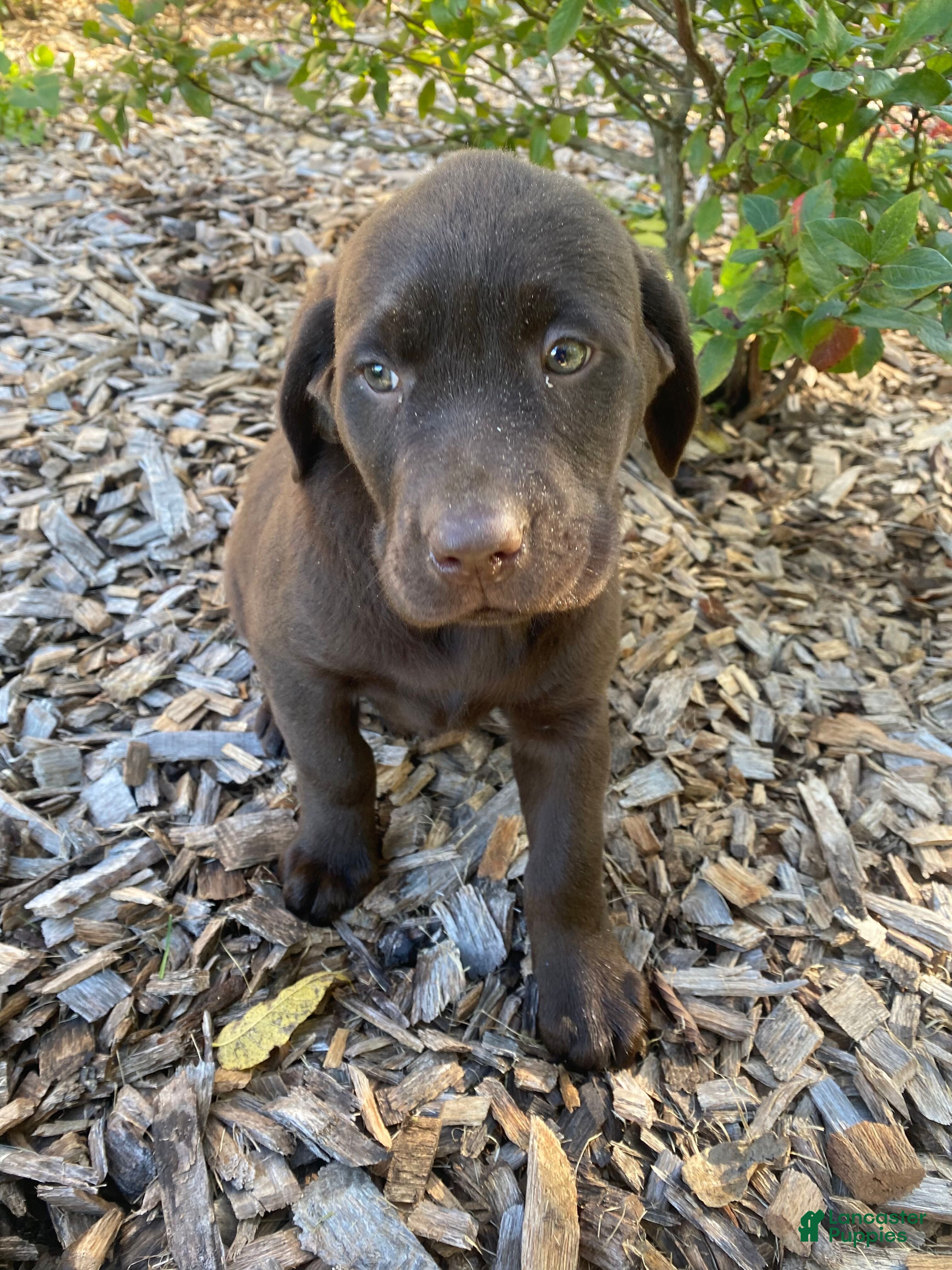 Labrador Retriever dogs Marilyn - Ad 2