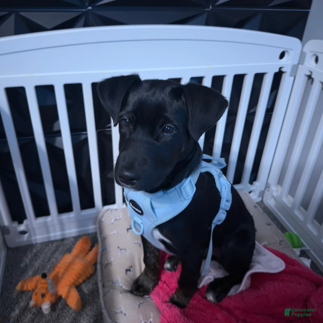 Mixed Breed dogs for sale: Mixed Breed Puppy 1 - Ad 1