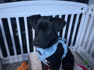 Mixed Breed dogs Mixed Breed Puppy 1 - Ad 28