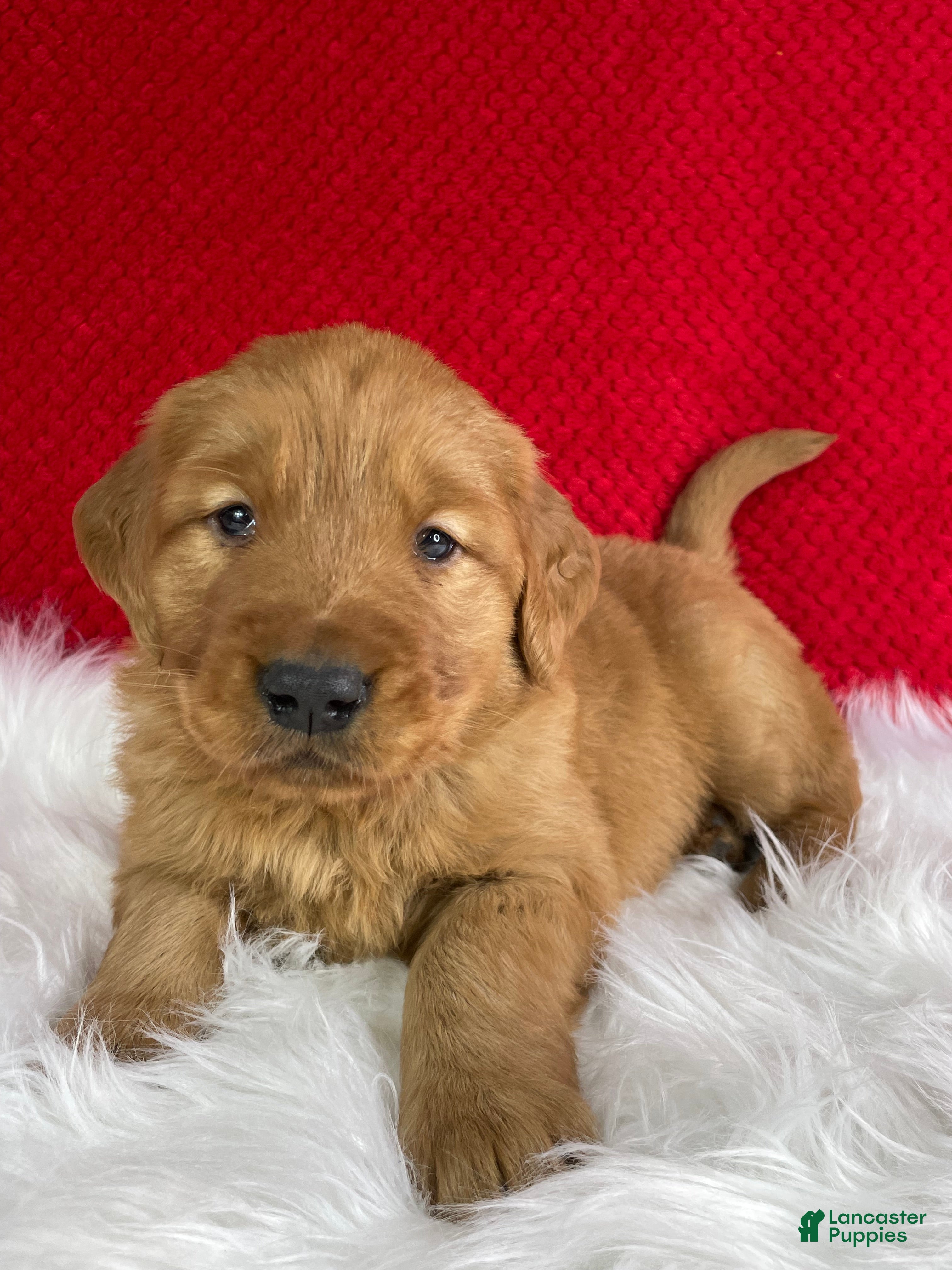 Golden Retriever dogs Baxter - Ad 1