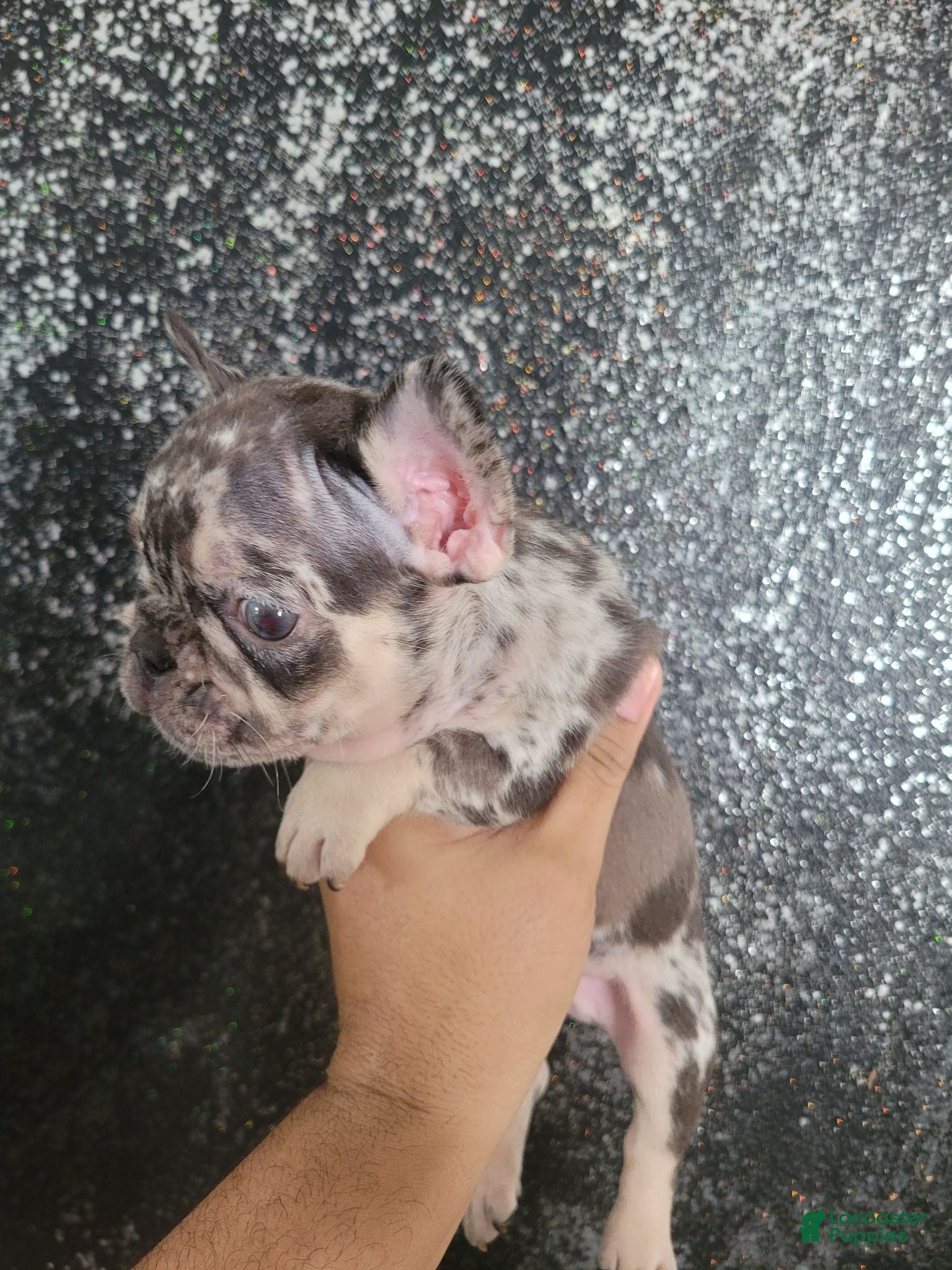 French Bulldog dogs French Bulldog 3 - Ad 29