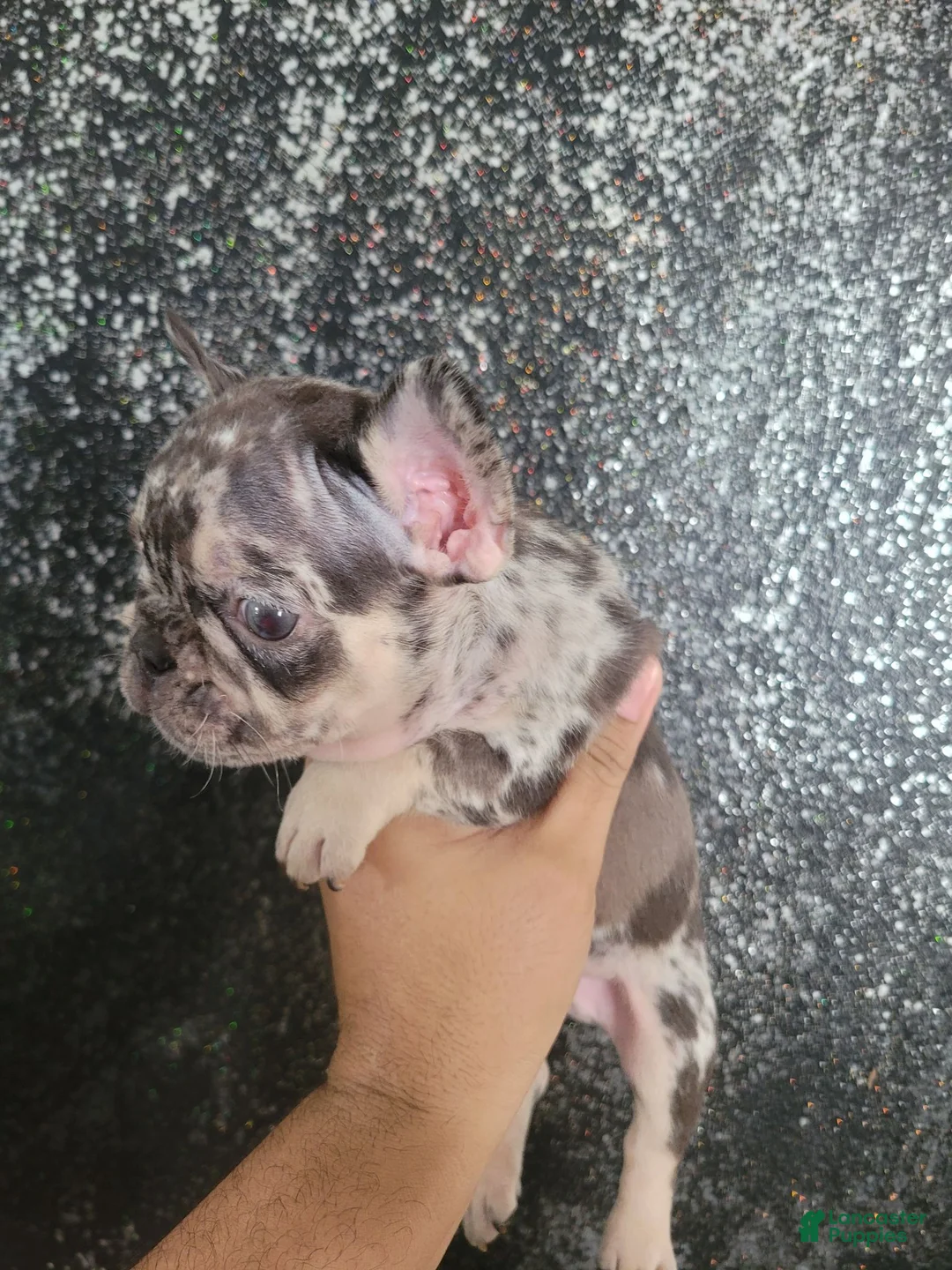 French Bulldog dogs for sale: French Bulldog 3 - Ad 1