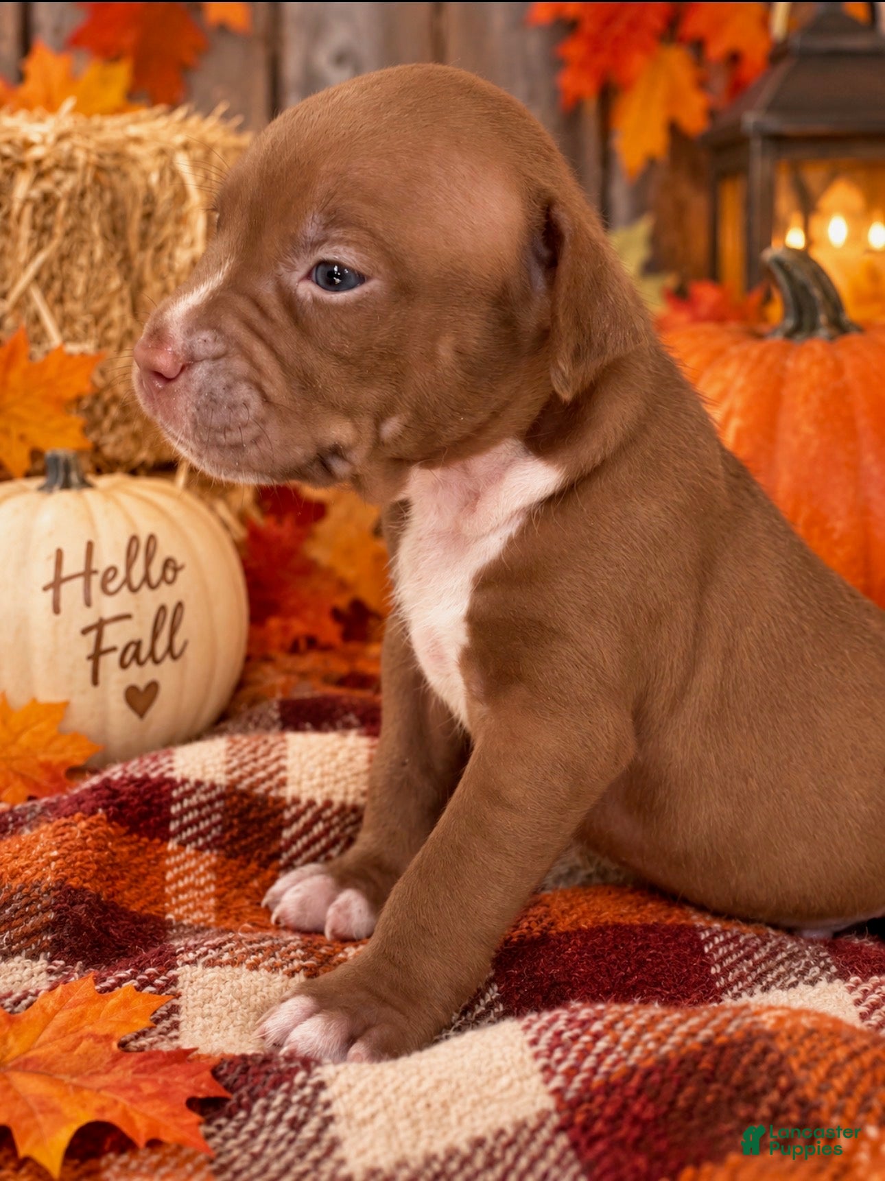 Mixed Breed dogs Breed 9 - Ad 32
