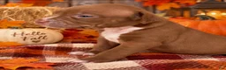 Mixed Breed dogs for sale: Breed 9 - Ad 1