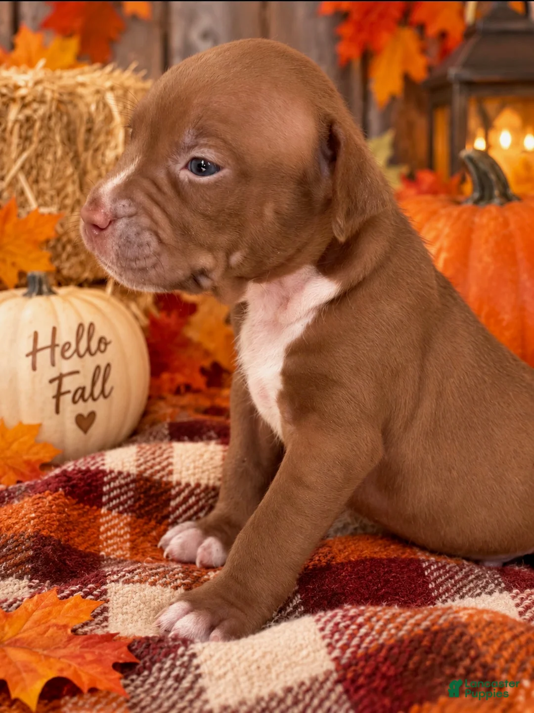 Mixed Breed dogs for sale: Breed 9 - Ad 1