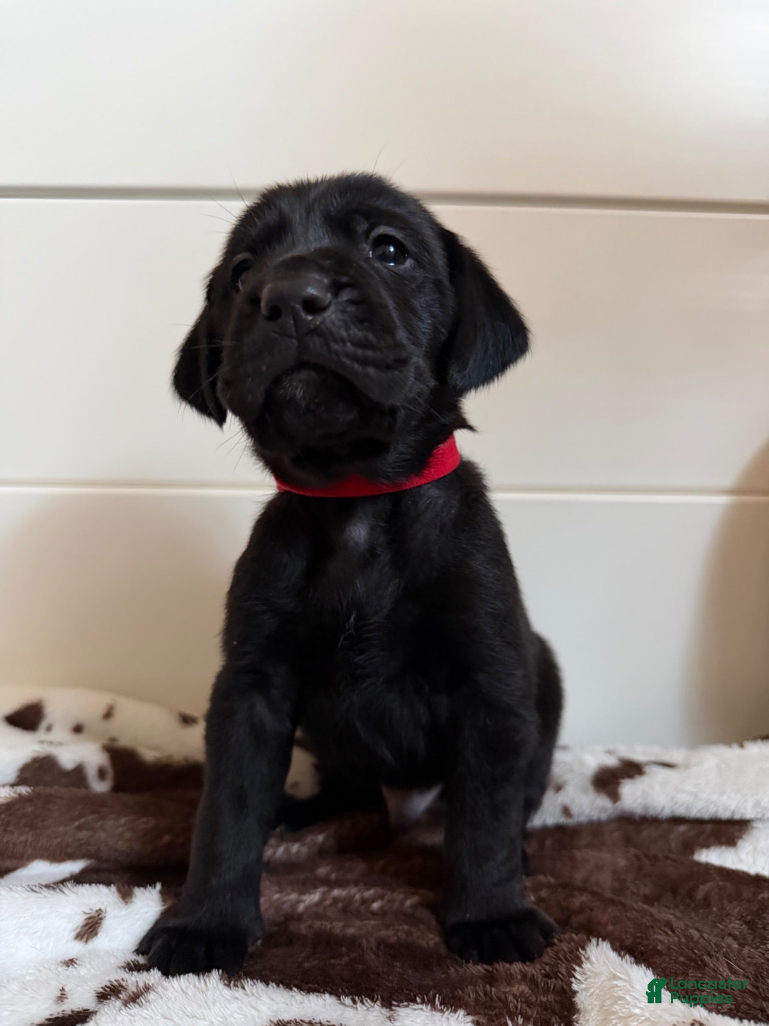 Mixed Breed dogs Mixed Breed 3 - Ad 4