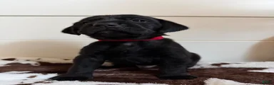 Mixed Breed 3