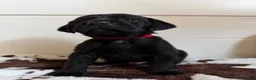 Mixed Breed dogs for sale: Mixed Breed 3 - Ad 1
