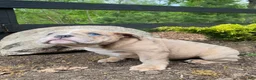 Mixed Breed dogs for sale: Beast - Ad 1