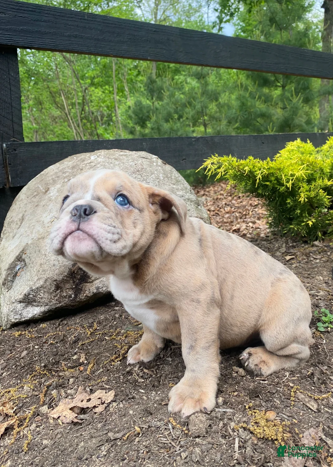 Mixed Breed dogs for sale: Beast - Ad 1