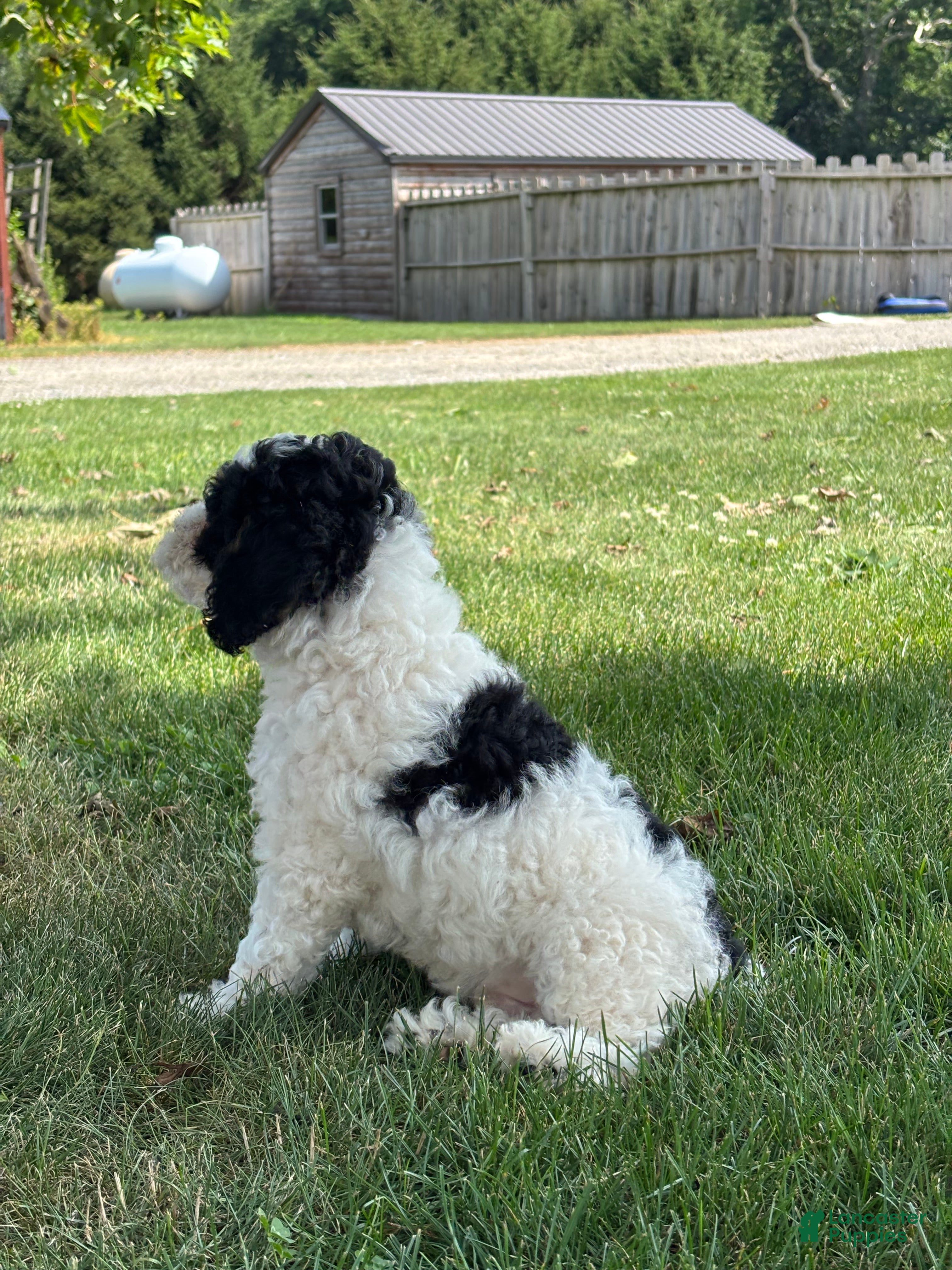Miniature Poodle dogs Eric - Ad 2