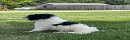 Miniature Poodle dogs for sale: Eric - Ad 2