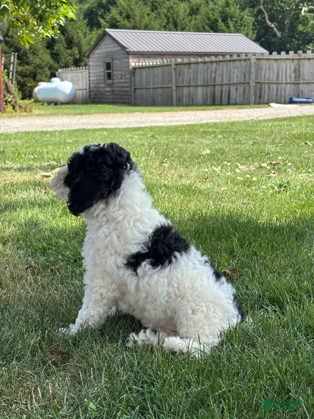 Miniature Poodle dogs for sale: Eric - Ad 2