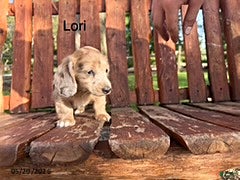 Miniature Dachshund dogs Lori - Ad 32