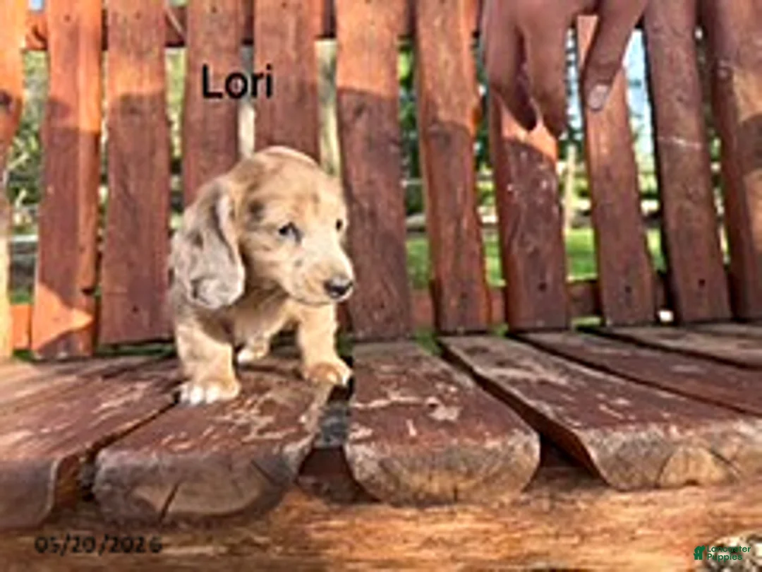 Miniature Dachshund dogs for sale: Lori - Ad 1