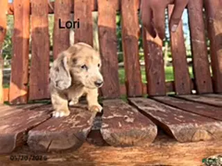 Miniature Dachshund dogs Lori - Ad 32