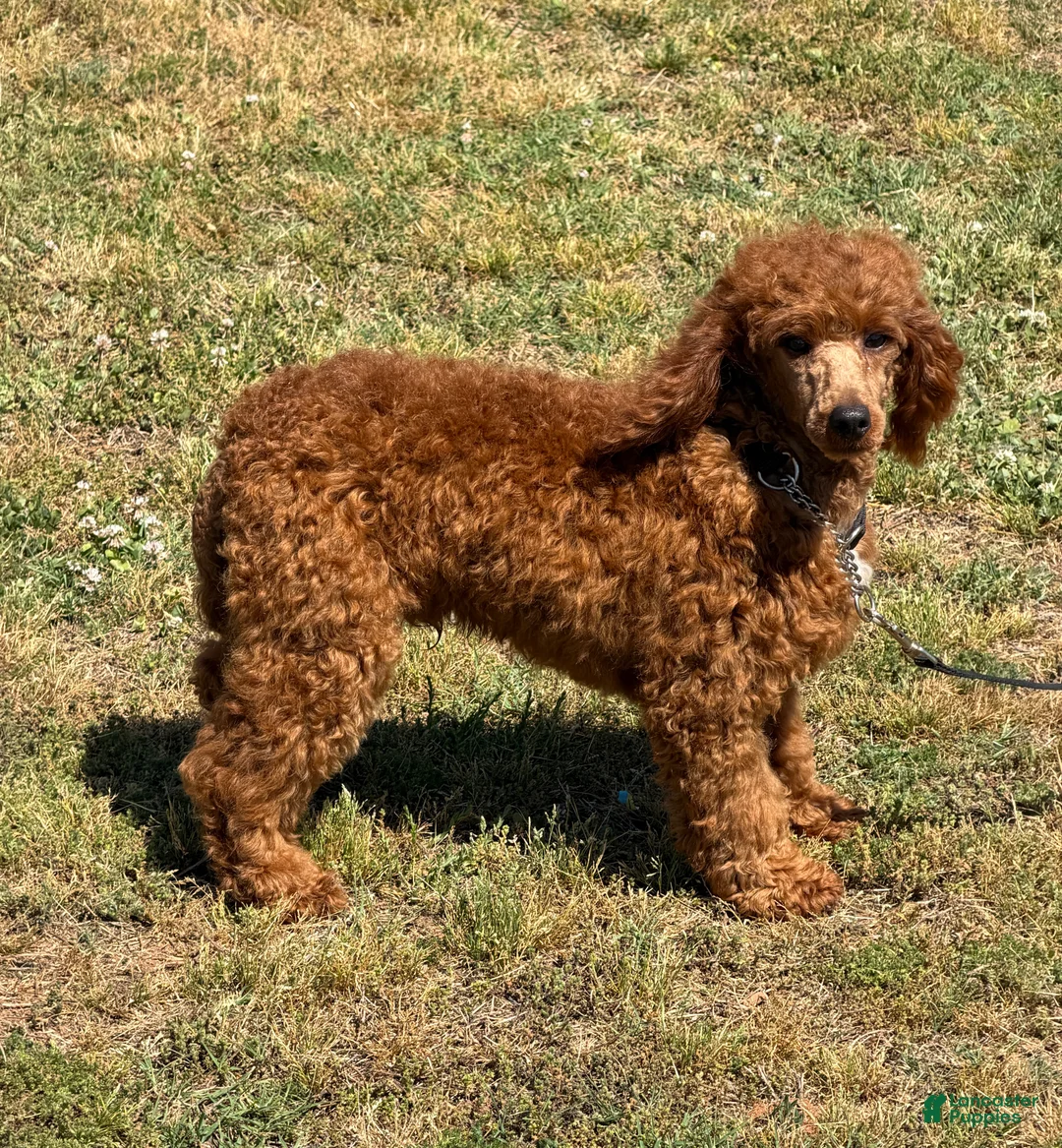 Miniature Poodle dogs for sale: Axle - Ad 3