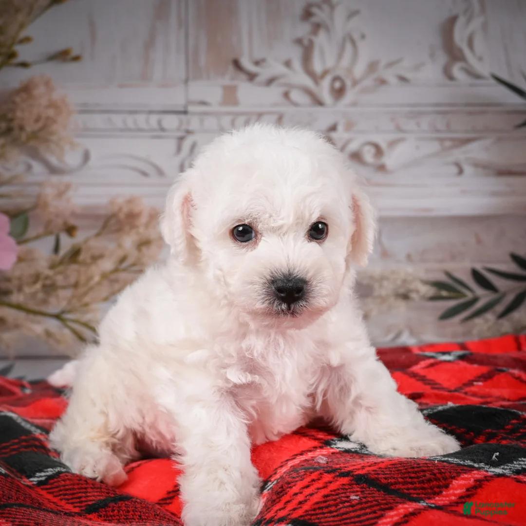 Bichon Frise dogs for sale: AKC-Rolo - Ad 3