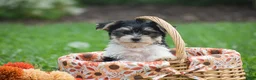 Morkie dogs for sale: Sarah - Ad 11