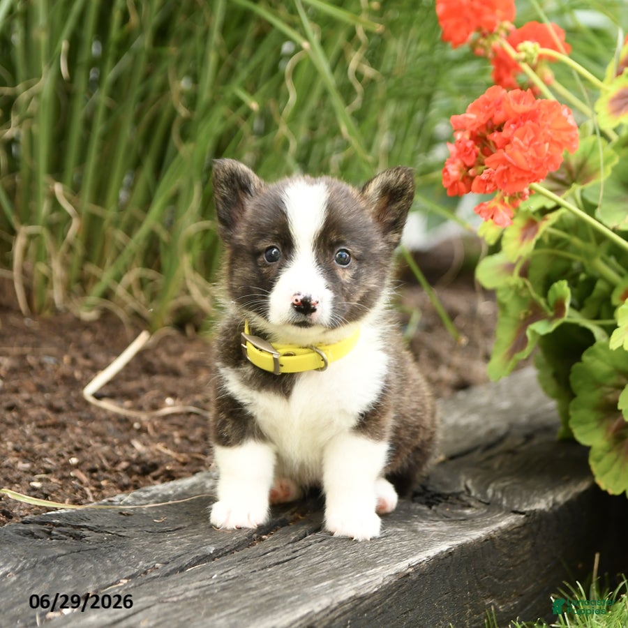 Welsh Corgi Pembroke dogs Pringles - Ad 1