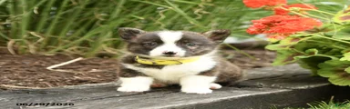 Pringles
