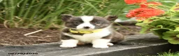 Welsh Corgi Pembroke dogs for sale: Pringles - Ad 1