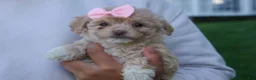 Havapoo dogs for sale: OREO - Ad 13