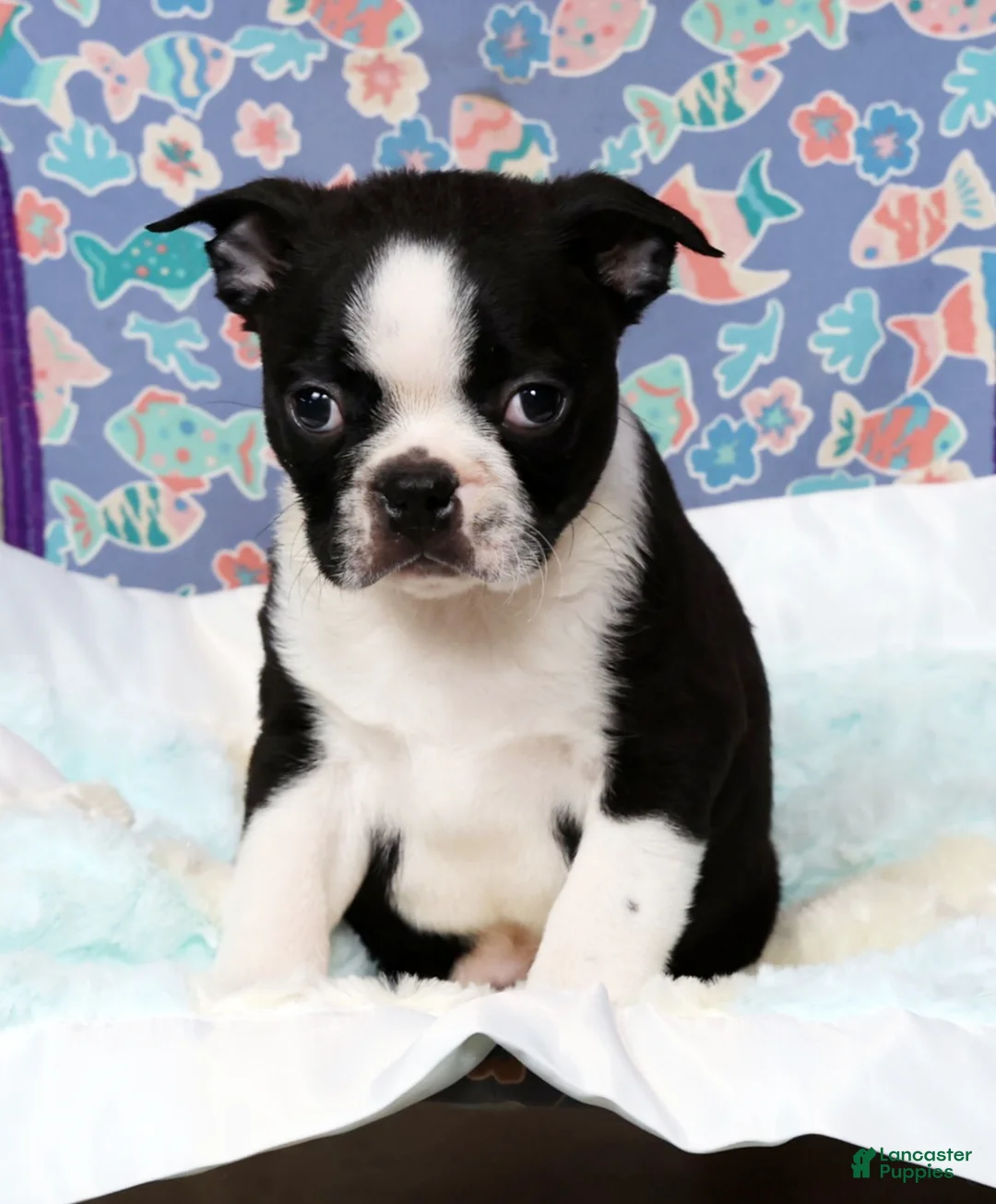 Boston Terrier dogs for sale: Tyler - Ad 7