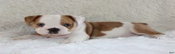 English Bulldog dogs for sale: Henry - Ad 3