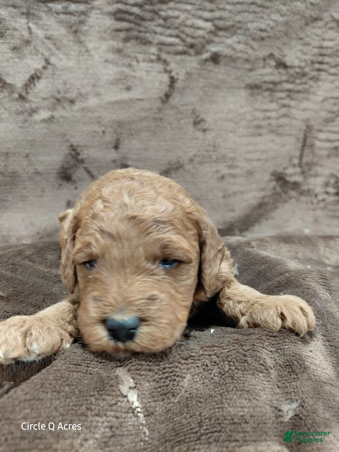Mini Goldendoodle dogs for sale: Copper - Ad 1