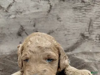 Mini Goldendoodle dogs Copper - Ad 20