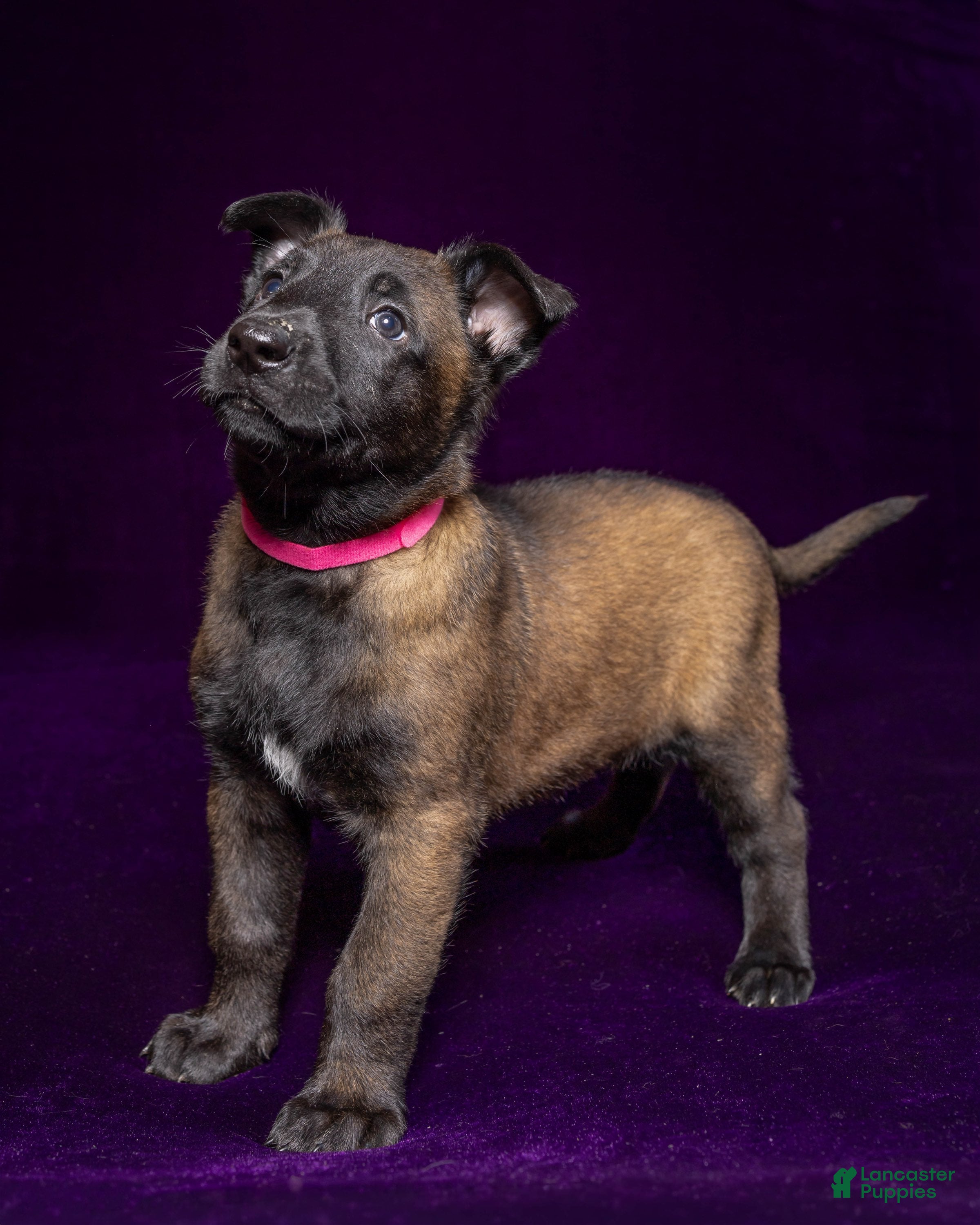Belgian Malinois dogs Pink - Ad 24