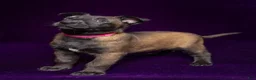 Belgian Malinois dogs for sale: Pink - Ad 1