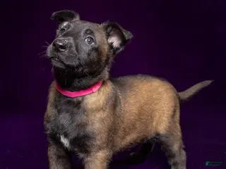 Belgian Malinois dogs Pink - Ad 24