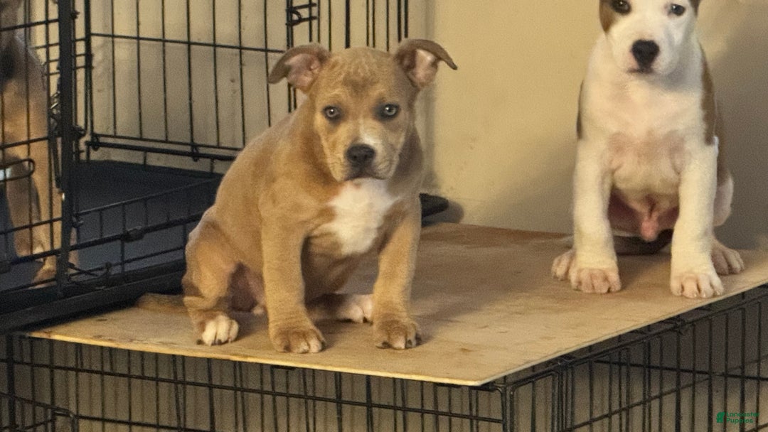 American Bully dogs for sale: American Bully Puppy 4 (Sakari) - Ad 1
