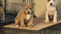 American Bully Puppy 4 (Sakari)