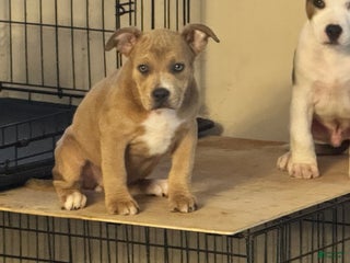 American Bully dogs American Bully Puppy 4 (Sakari) - Ad 27