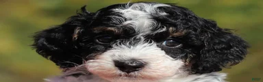 Jace (AKC)